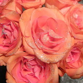 Walentynkowe róże