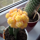 Walentynkowy Kaktusi