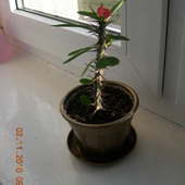 Z kwiatuszkiem :)Wilczomlecz lśniący(Euphorbia milii)