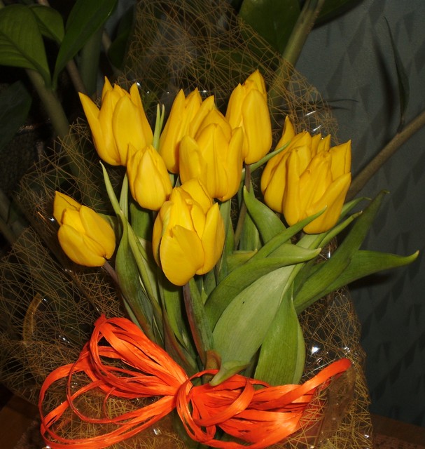 Czar tulipanków:)