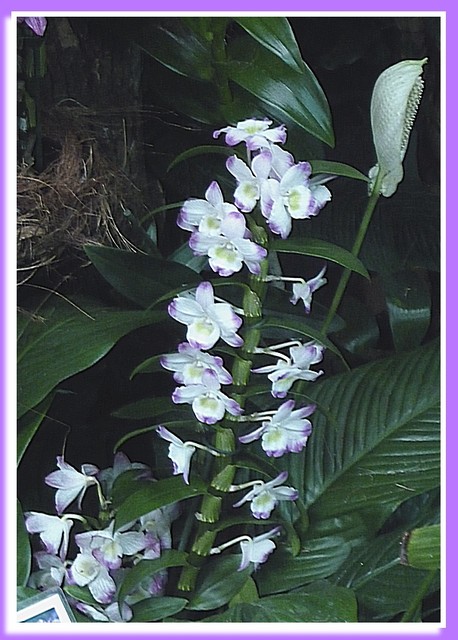 Dendrobium hybridum