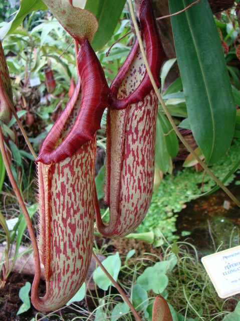 Dzbanecznik (Nepenthes L.)