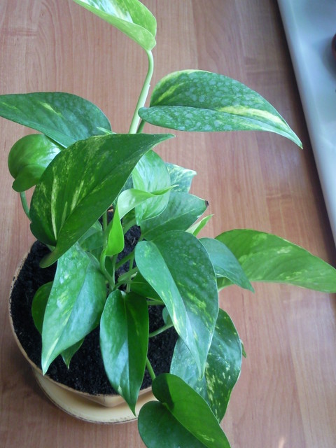 Filodendron - Philodendron