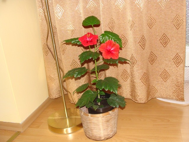Hibiskus-róża chińska