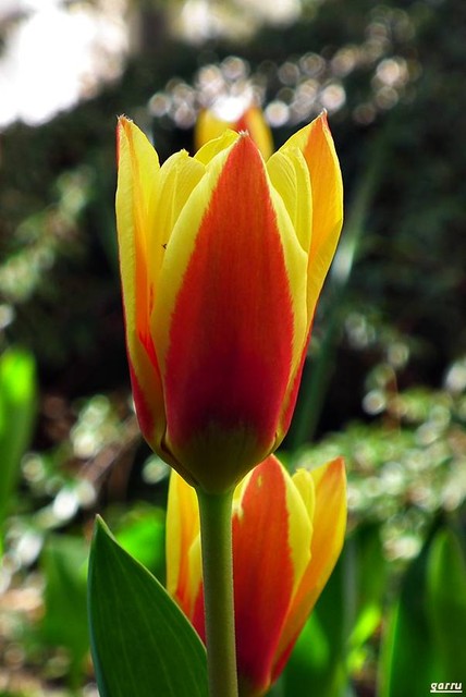 Kolorowe tulipanki
