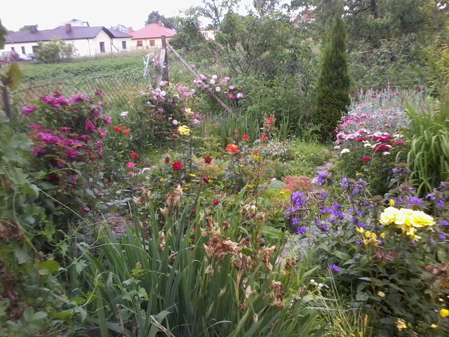 mój ogródek