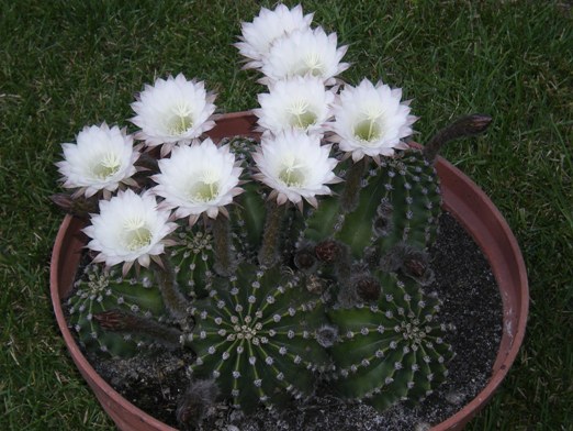 Moje kwitnące kaktusy