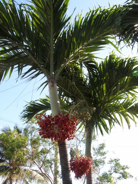 Nie wiedzialam ze palmy maja ..owoce??!!