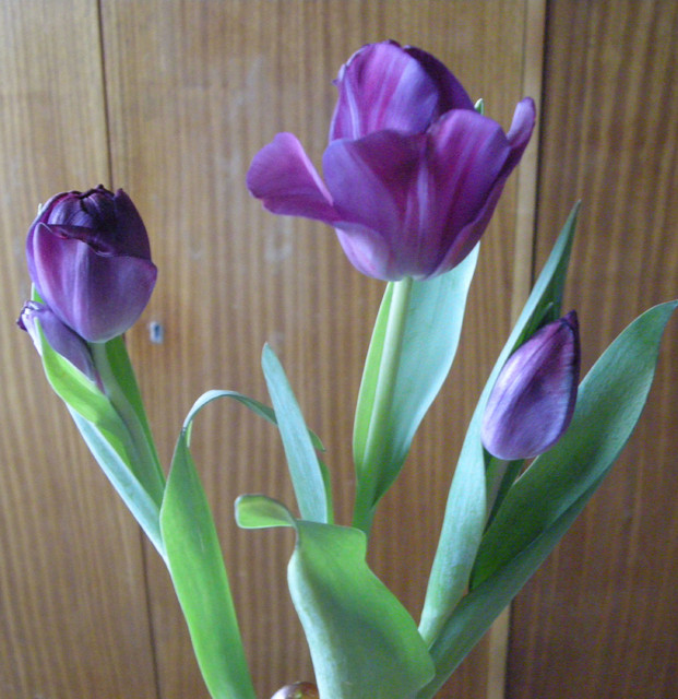Nowe tulipany