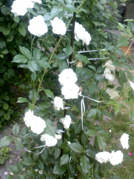 pierwsze białe róże :-)