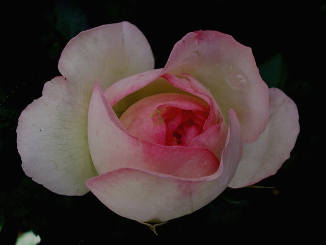 Róża:)
