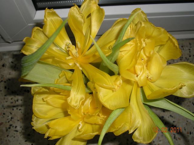 Tulipany dla Jozefów i Józefin (jeśli są)