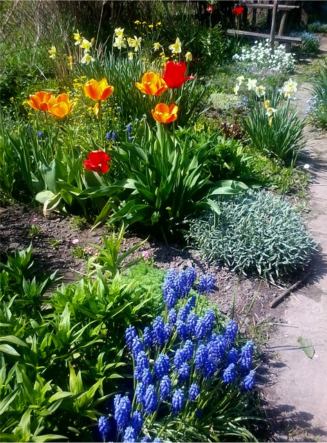 tulipany, szafirki, narcyzy
