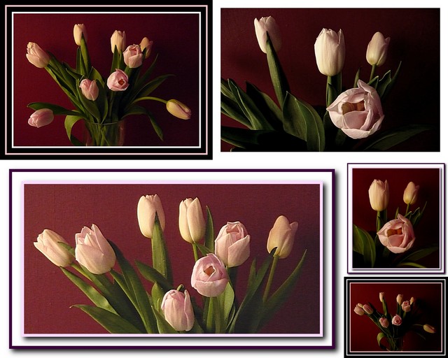 Wszystkim miłośnikom tulipanów