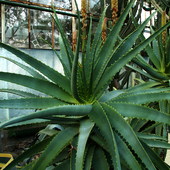 ALOES.