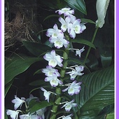 Dendrobium hybridum