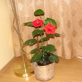 Hibiskus-róża Chi