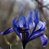 Kosaciec żyłkowany Irys – Iris reticulata