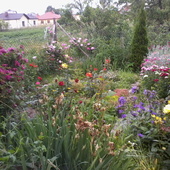 mój ogródek
