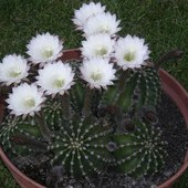 Moje kwitnące kaktusy