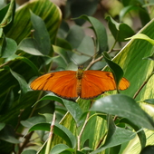 Motylek wypatrzony na Grand Canarii