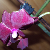 Orchidea ; ]