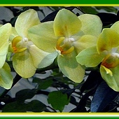 Phalaenopsis hybridum
