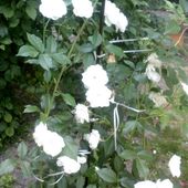 pierwsze białe róże :-)
