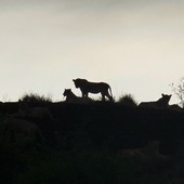 Tsavo East(Kenia)..safari,,,godzina 06 25