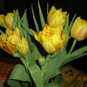 Tulipany z 
