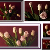 Wszystkim miłośnikom tulipanów
