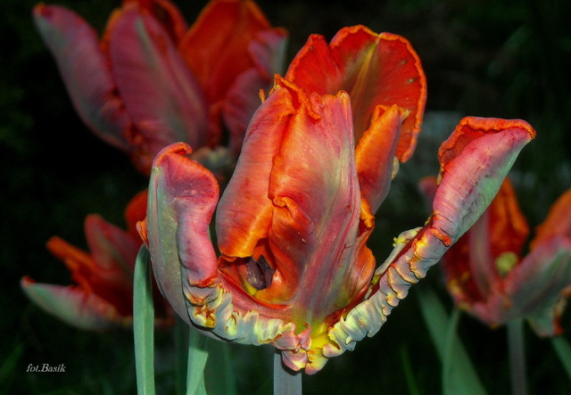 Barwy tulipanów