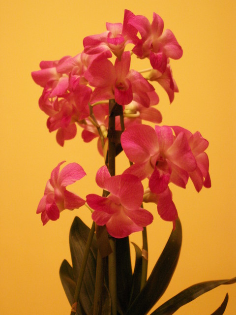 Dendrobium phalaenopsis - hybrydy