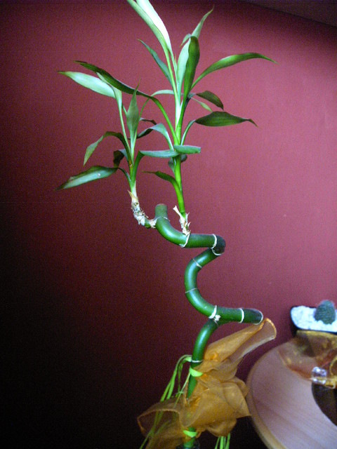 Dracena Sandera - Lucky Bamboo (Dracaena sanderiana)