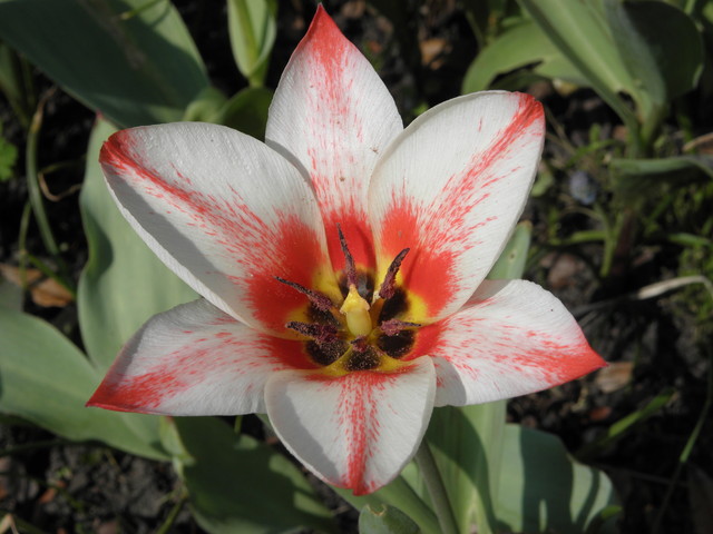i jeszcze jeden tulipanek...