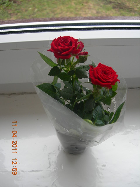 Imieninowe różyczki dla mojego kawiatuszka Majeczki :)