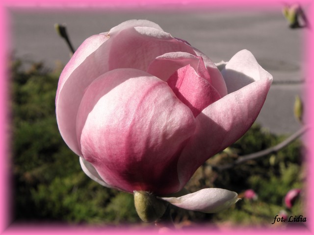 Kwiat magnoli.