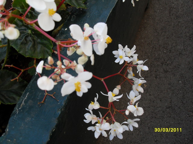 Kwiaty Madery