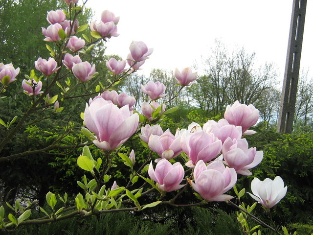 Magnolia :) sąsiadki