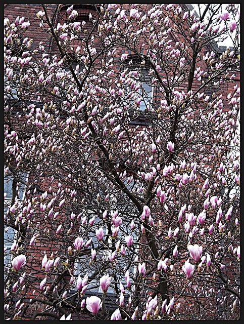 Magnolia w paczkach.
