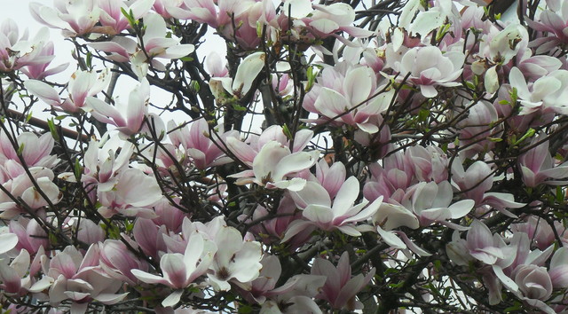 magnolia w pełnym rozkwicie*)