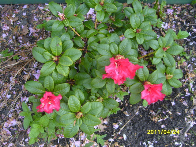 Maly rododendron