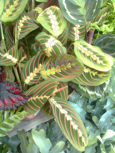 Maranta leuconeura odmiana 'Fascinator' ('Tricolor')