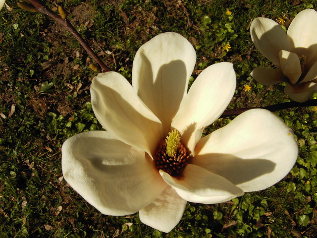 piekna magnolia