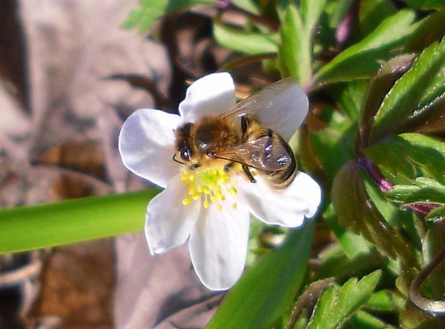 Pszczoła przy pracy