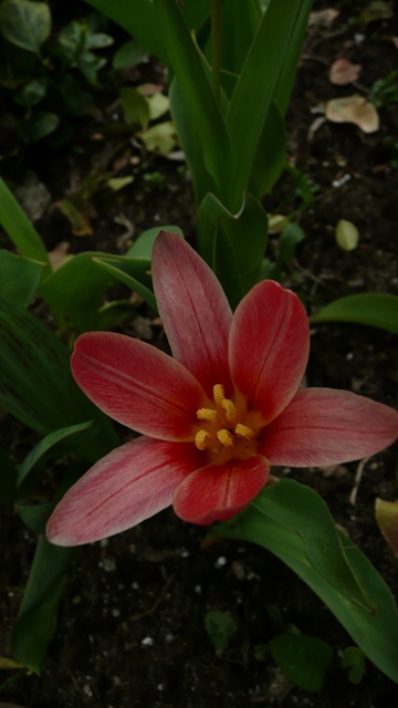 rozwinęły się  pierwsze tulipanki