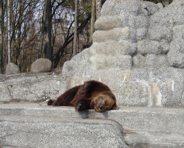 Stary niedźwiedź mocno śpi