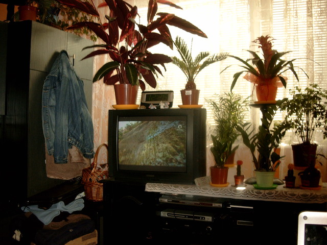 telewizor w kwiatach