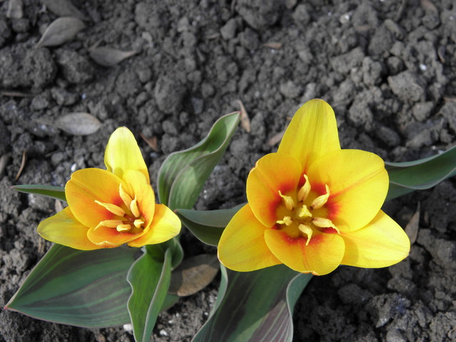 też tulipan botaniczny