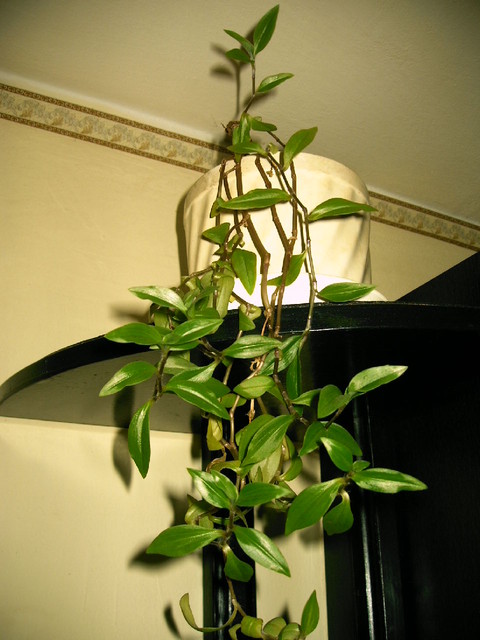Trzykrotka białokwiatowa (zielona) (Tradescantia albiflora)